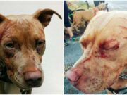 Gato fere 6 pit bulls em defesa da sua dona