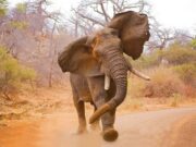 Turista italiano morre pisado por elefante