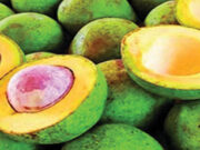 Moçambique passara a exportar Abacate para Europa