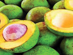 Moçambique passara a exportar Abacate para Europa