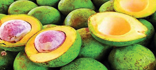 Moçambique passara a exportar Abacate para Europa