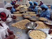 Província de Maputo aposta na exportação de macadâmia para mercados internacionais